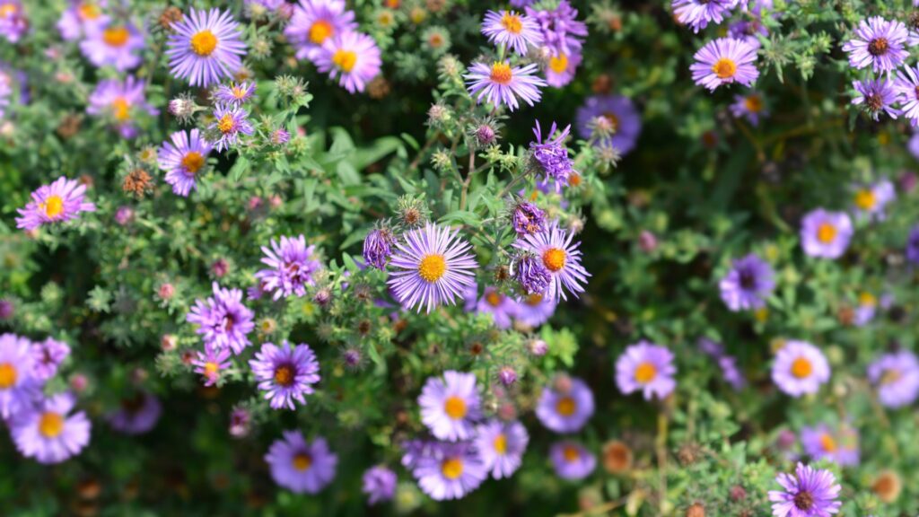 new england asters