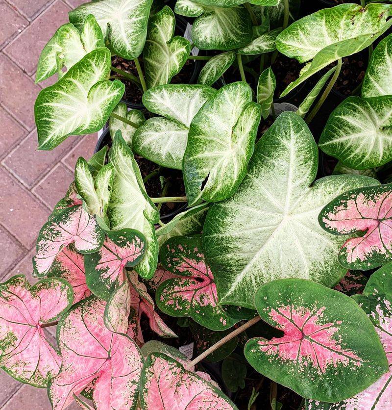 Caladium