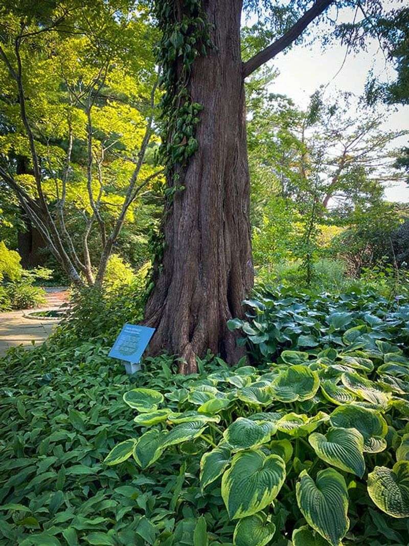 Hostas