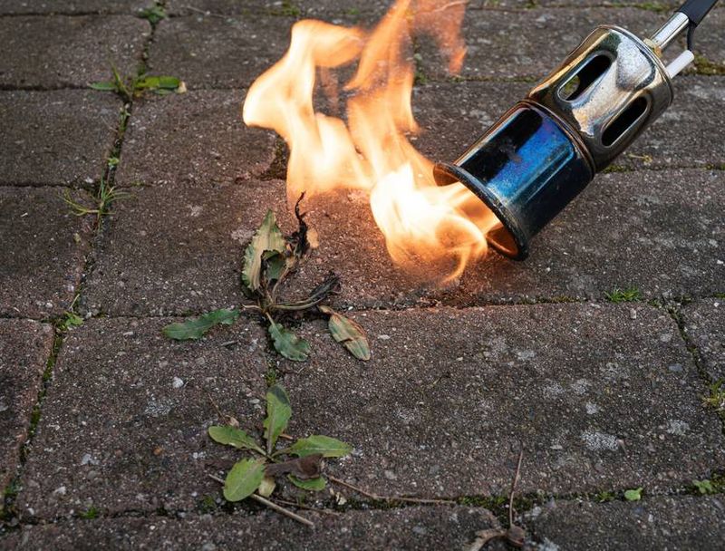 Flame Weeding Technique
