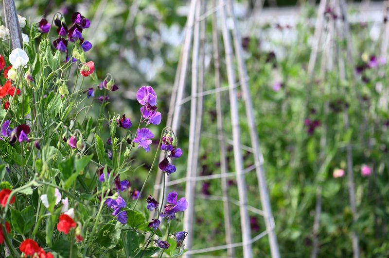 Sweet Pea (Lathyrus odoratus)
