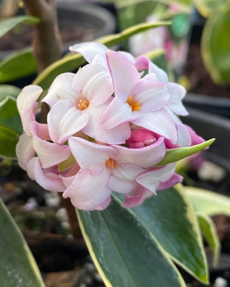 Daphne