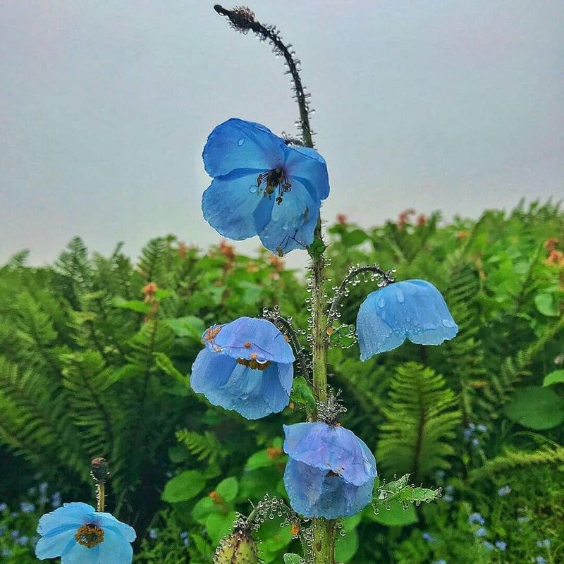 Himalayan Blue Poppy