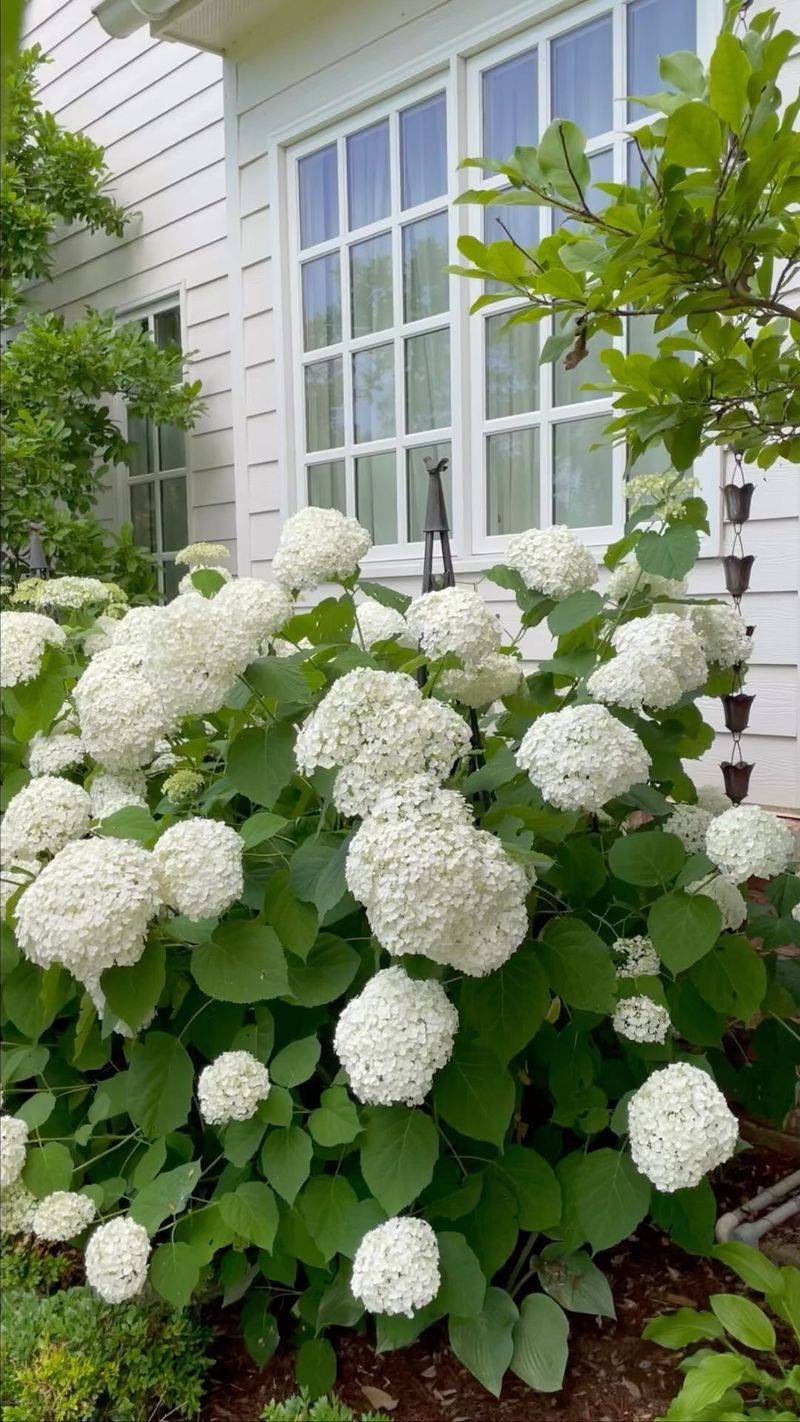 Incrediball Hydrangea