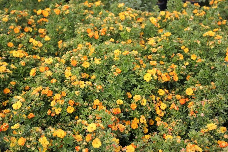 Potentilla
