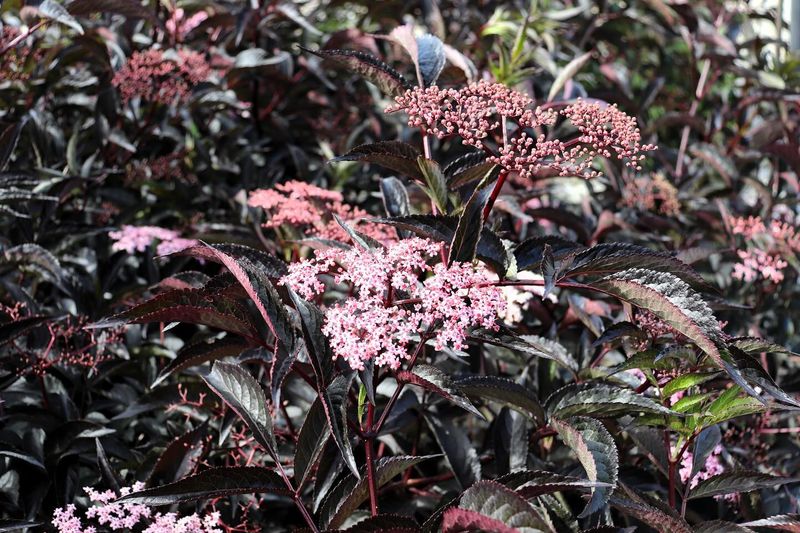 Elderberry (Sambucus)