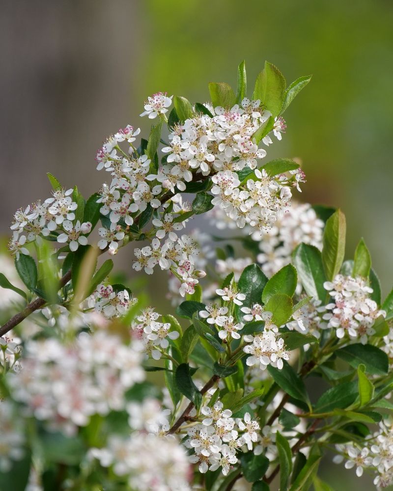 Chokeberry (Aronia)