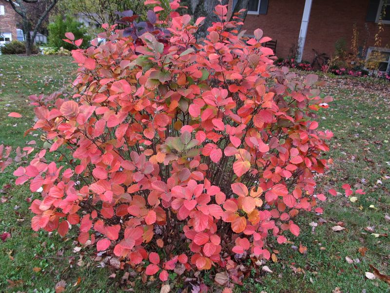 Dwarf Fothergilla