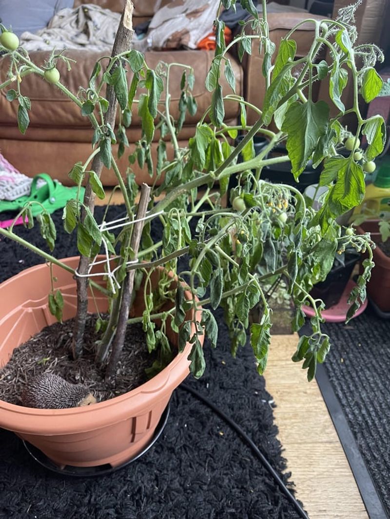Overwatering