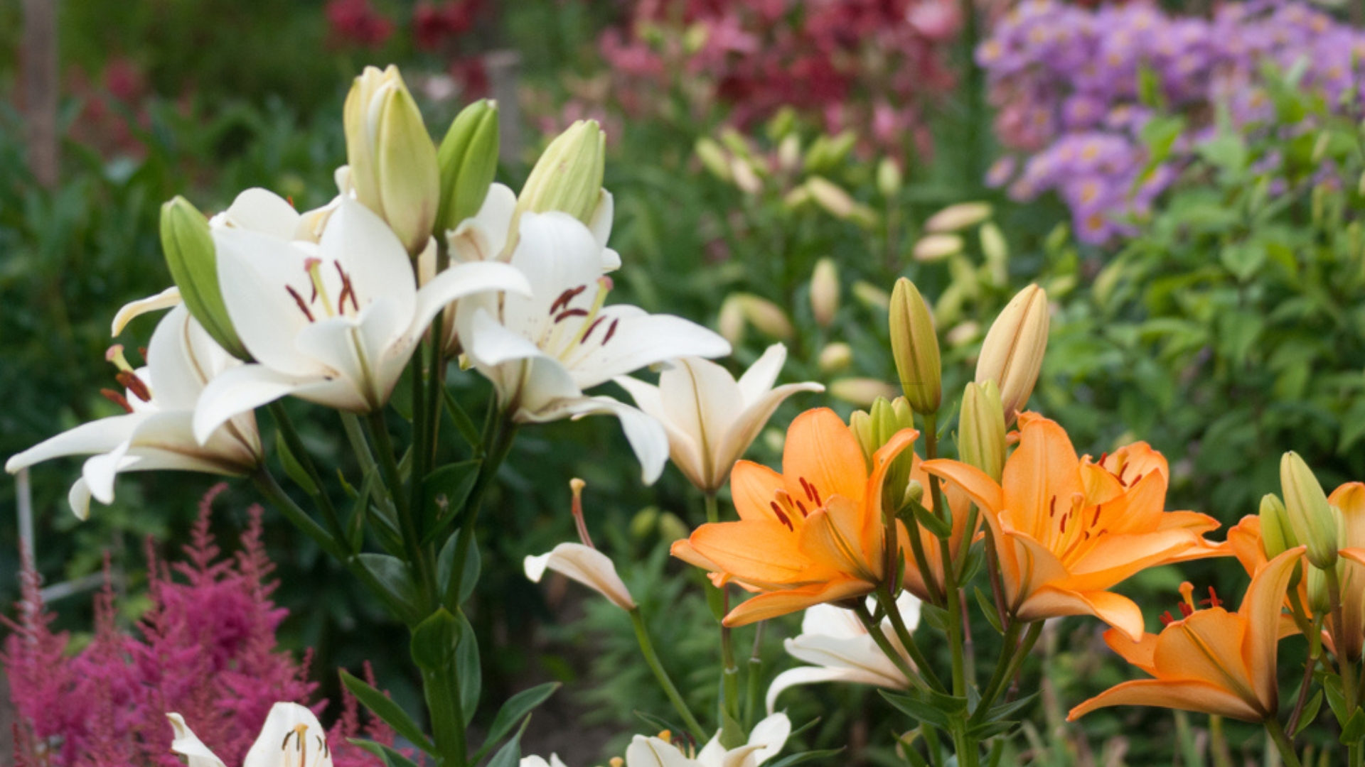 lily flowers
