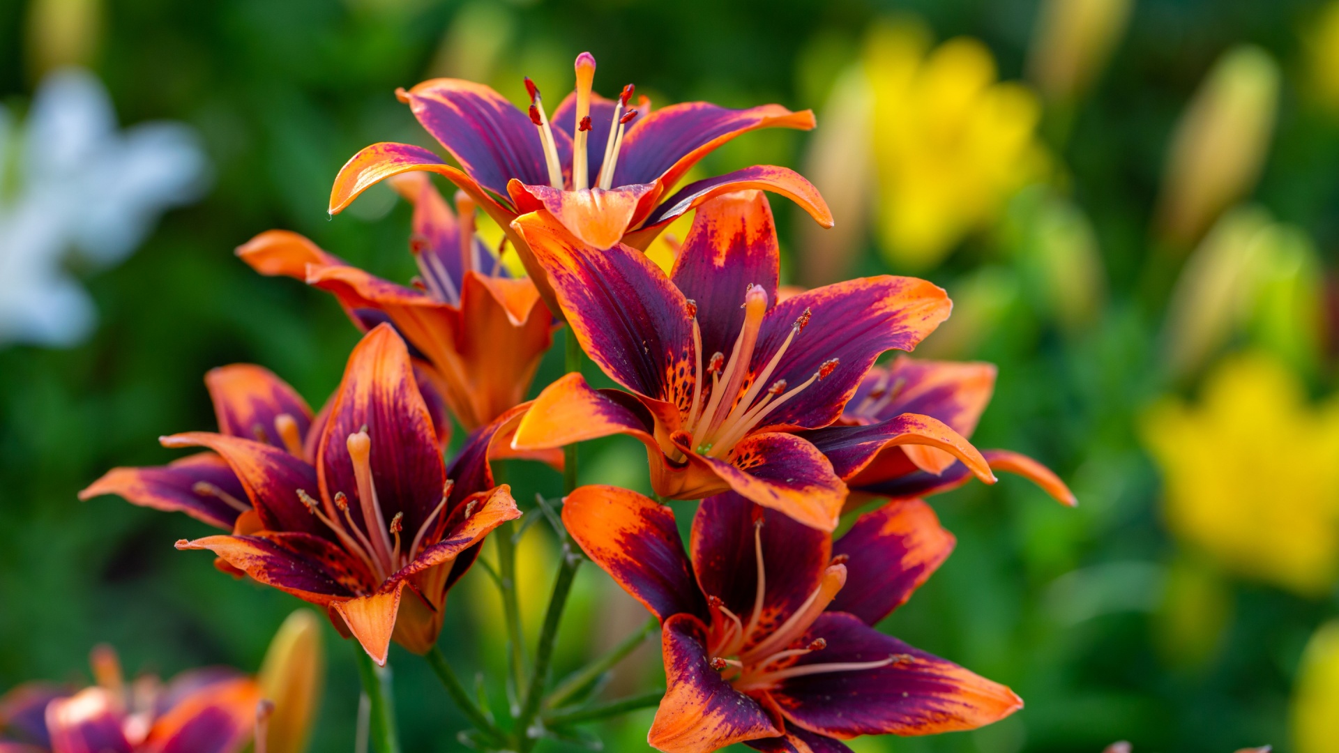 daylilies