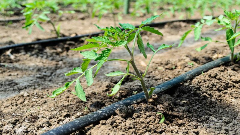 Proper Irrigation Placement