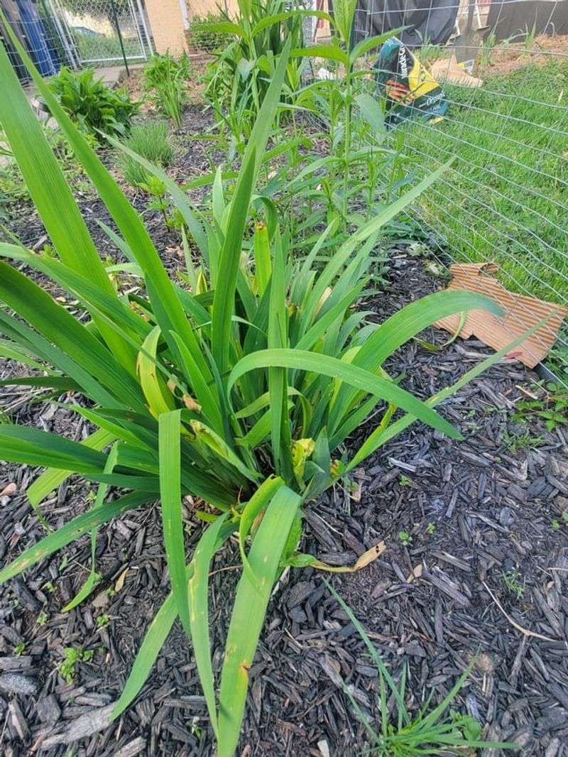 Heavy Clay Soil