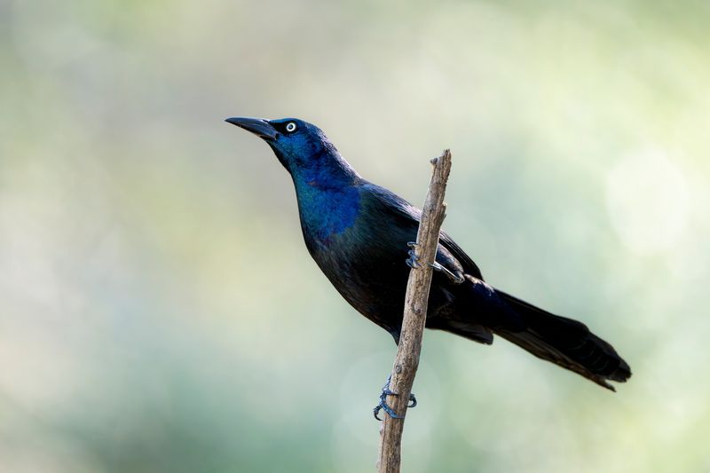 Common Grackle