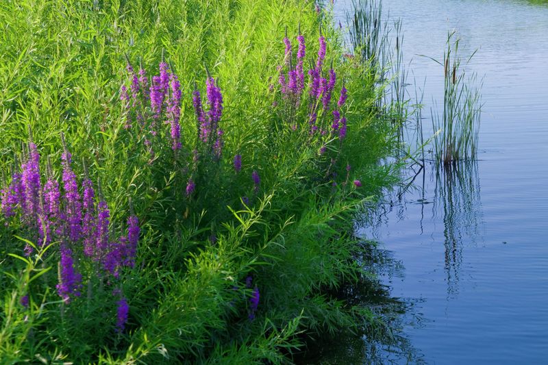 Purple Loosestrife's Wetland Invasion