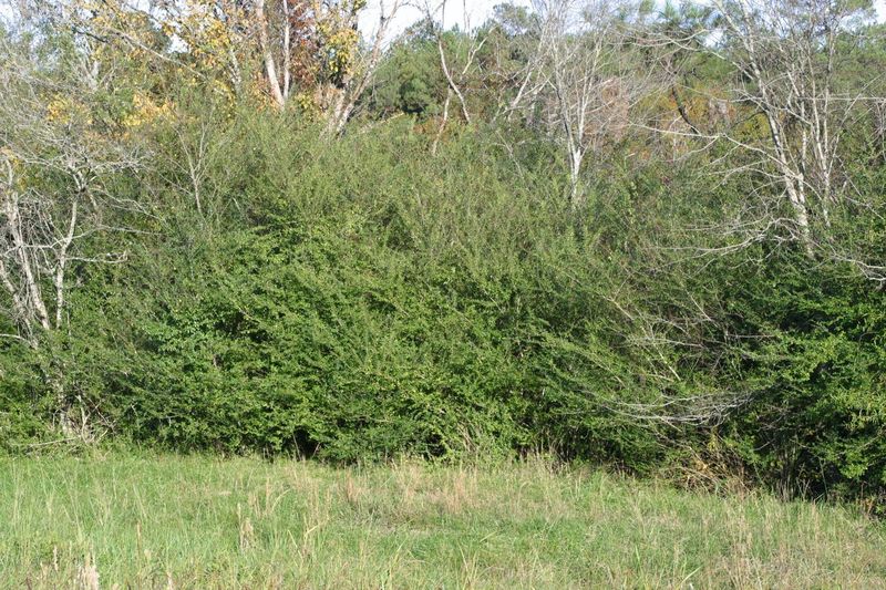 Privet (Ligustrum species)