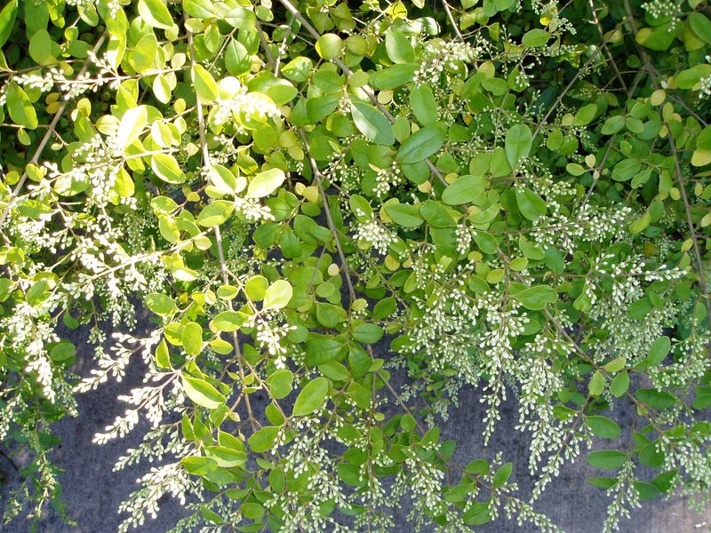 Privet Hedge's Wildlife Desert