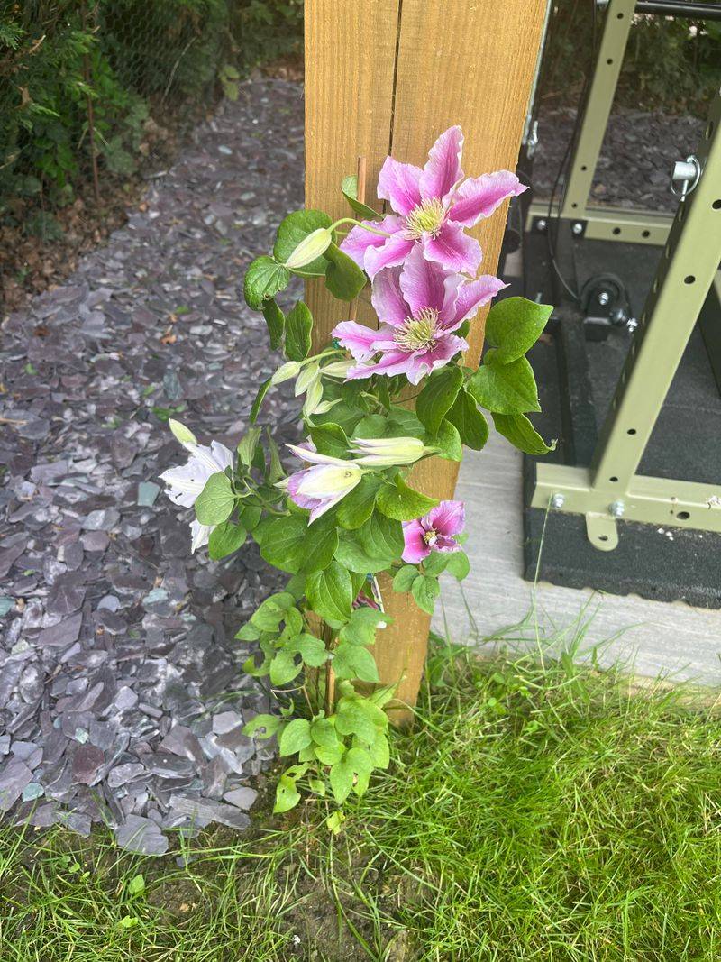 Planting Too Shallow