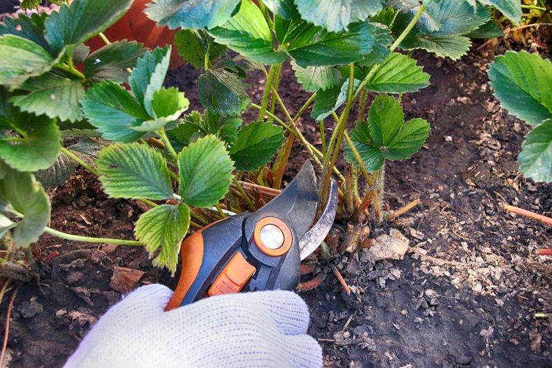 Improper Pruning