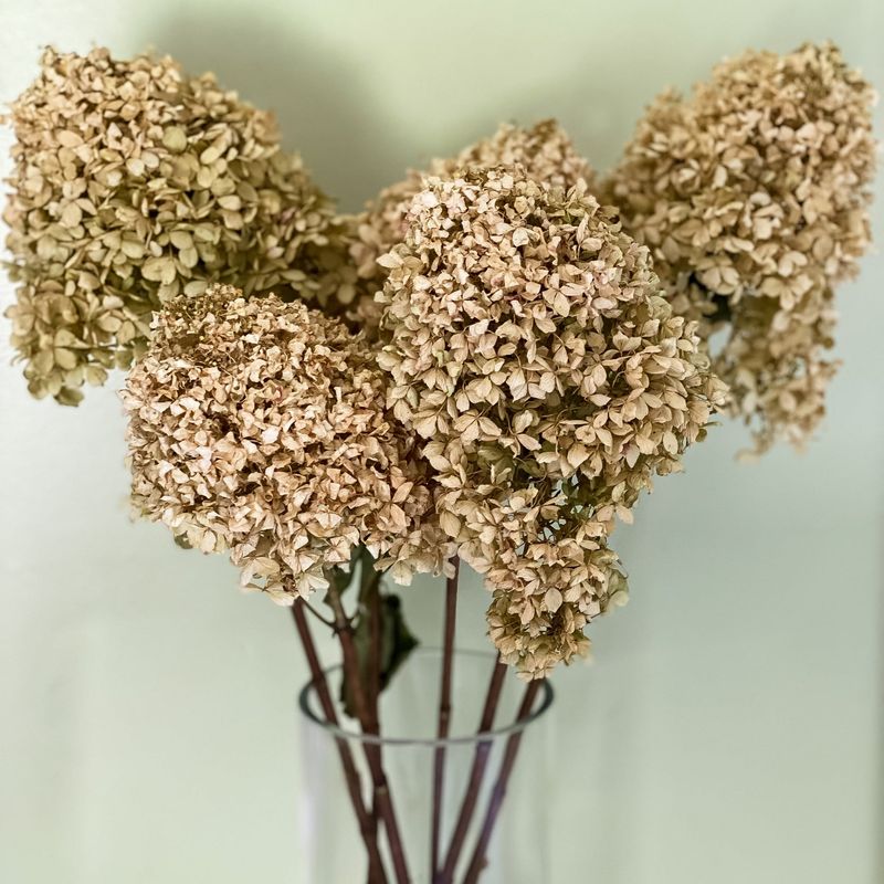 Dried Flowers Last For Years