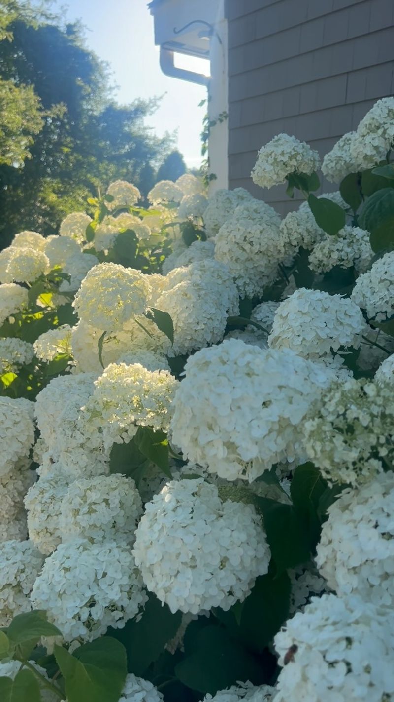 Annabelle Hydrangea (Hydrangea arborescens 'Annabelle')