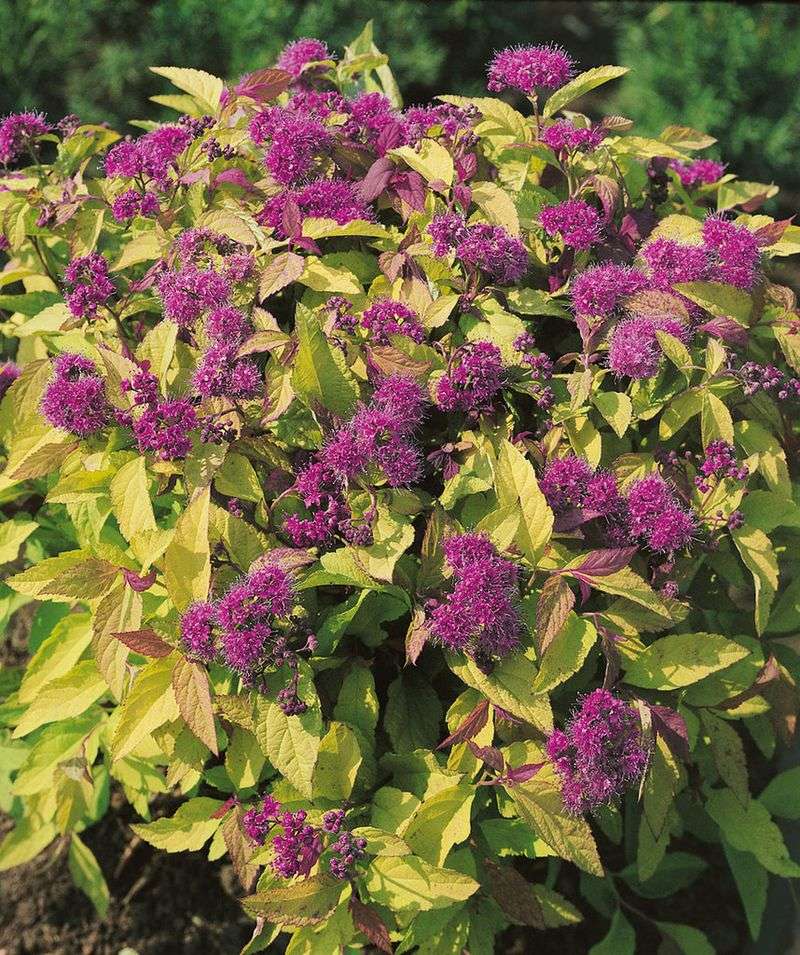 Spirea 'Goldflame'