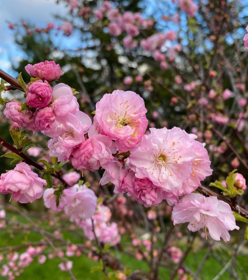 Flowering Almonds
