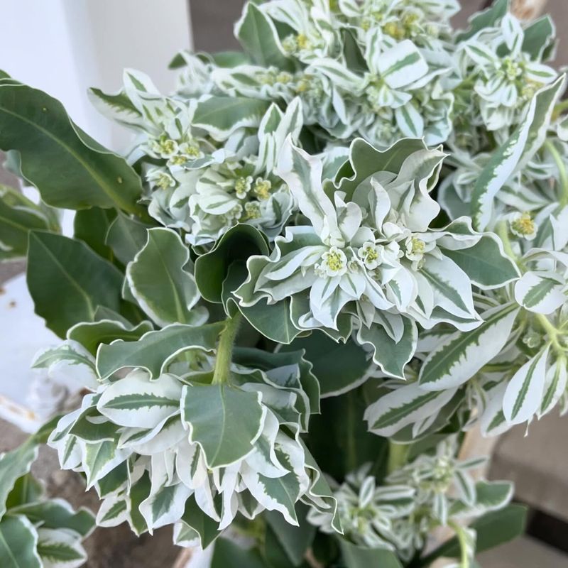 Snow-on-the-Mountain