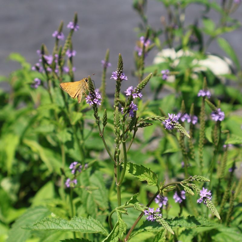 Blue Vervain