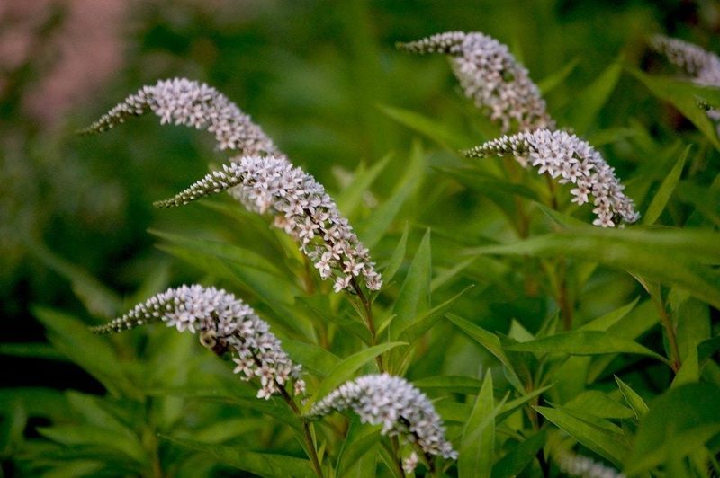 Gooseneck Loosestrife