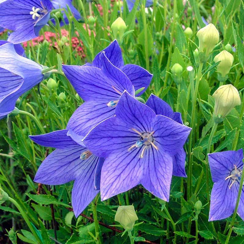 Balloon Flower (Platycodon grandiflorus)