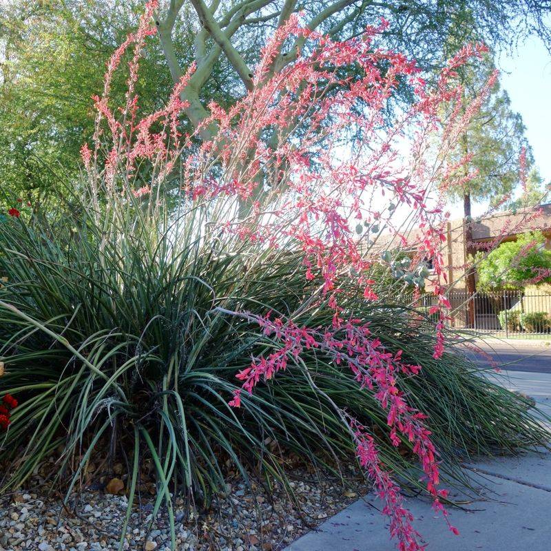Red Yucca