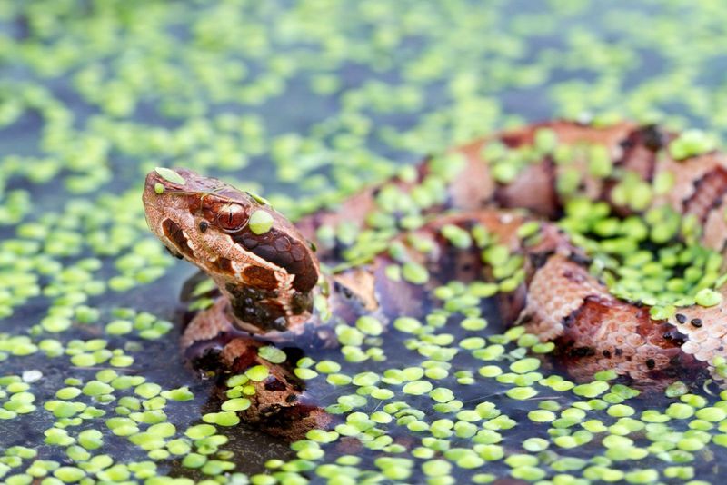 Alabama's Woodland Threats