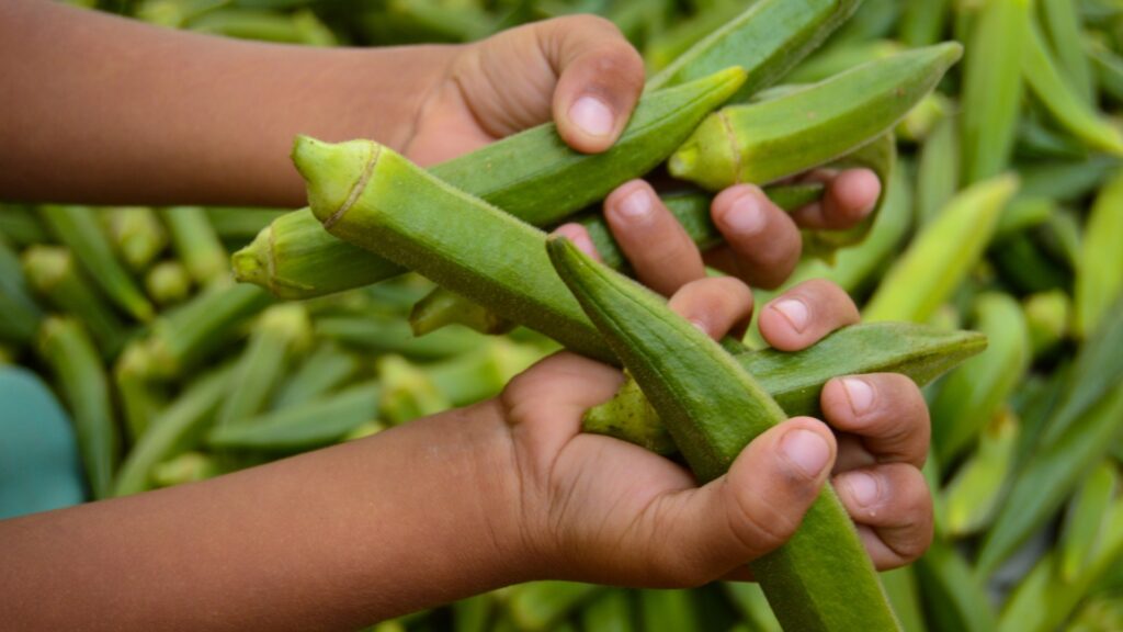 okra
