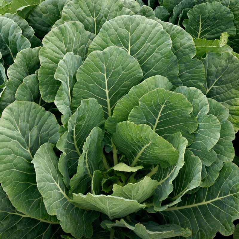 Collard Greens
