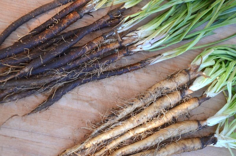 Salsify: The Forgotten Root Vegetable
