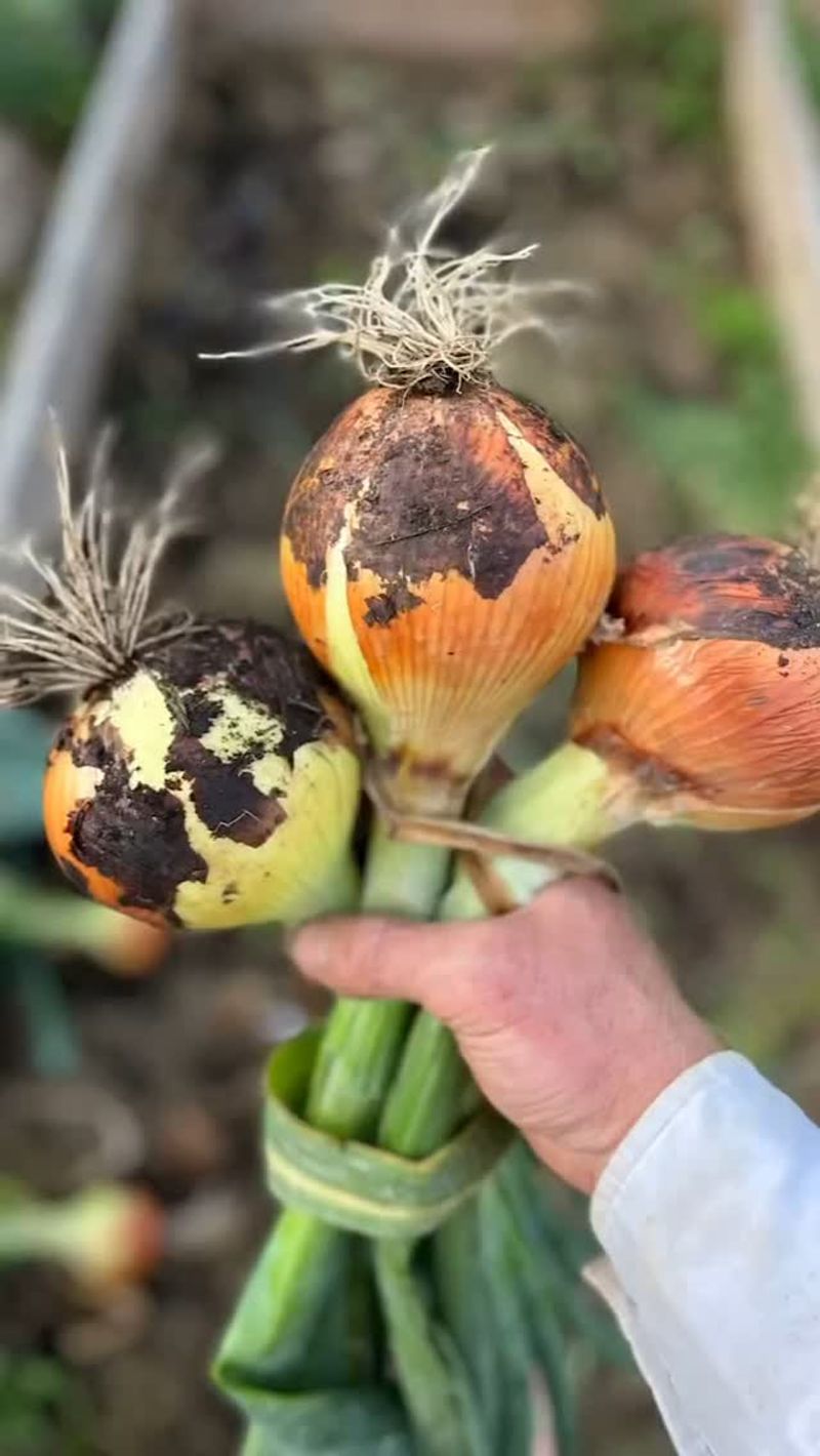 Onions: Daylight Dilemma Plants