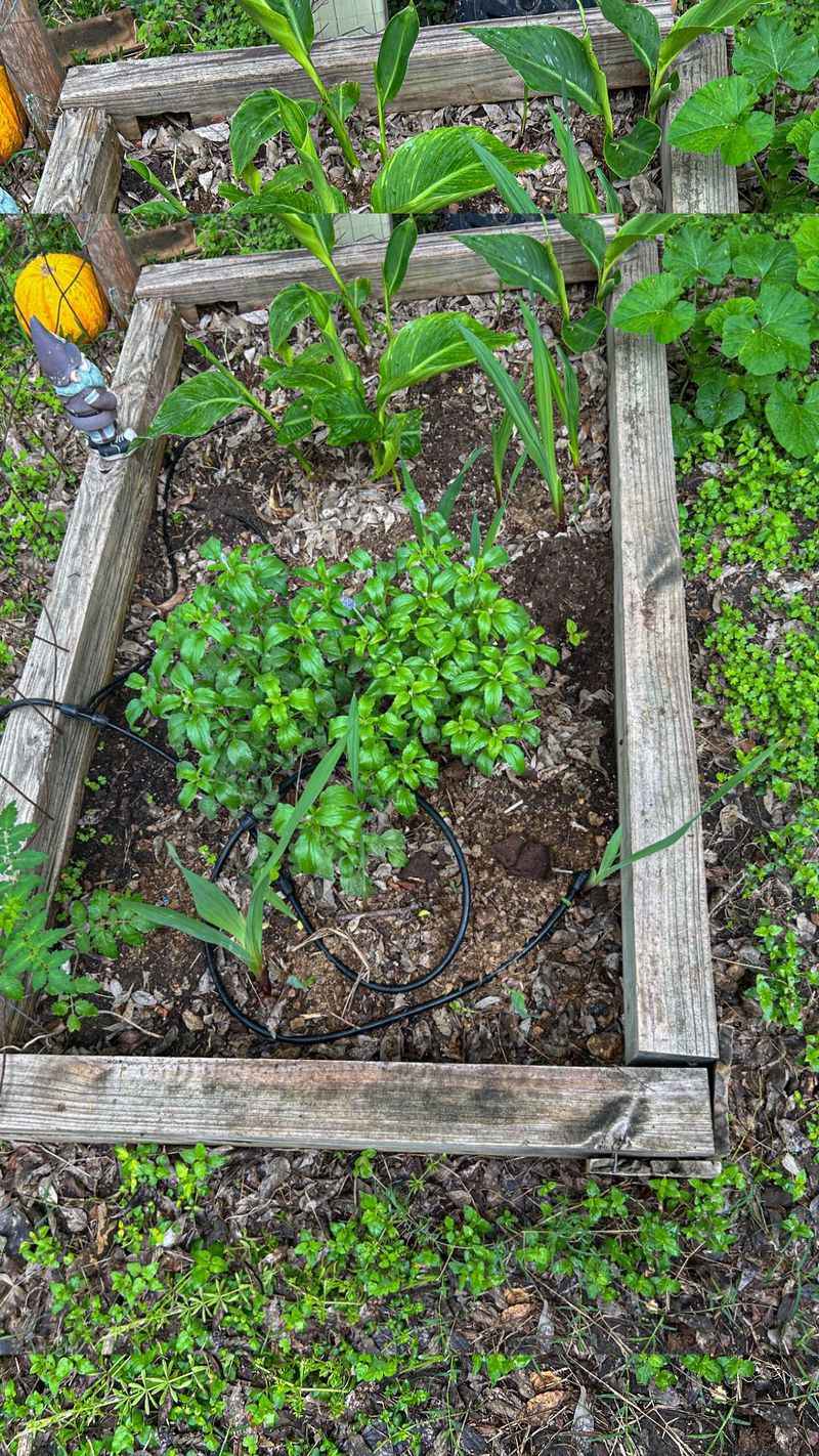 Raised Beds with Fresh Manure