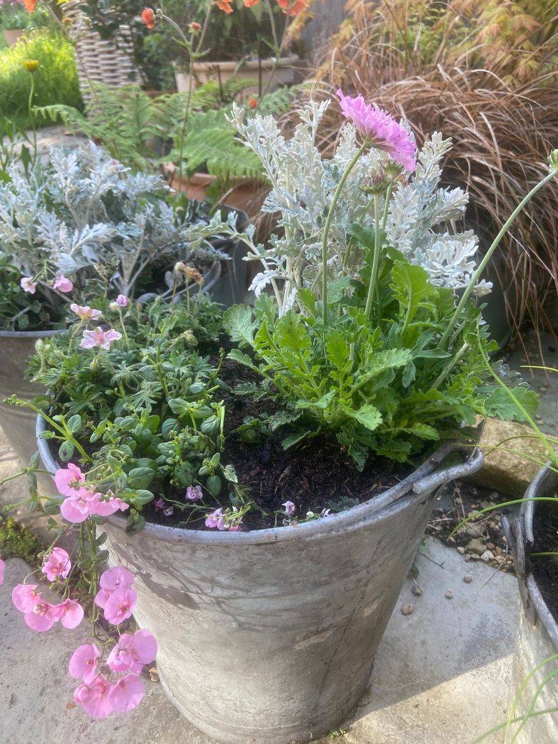 Tin Cans Transform Into Pollinator Planters