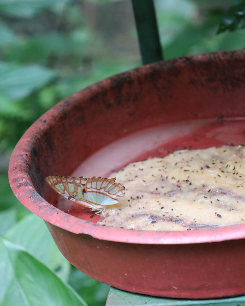 Stale Bread Becomes Butterfly Food