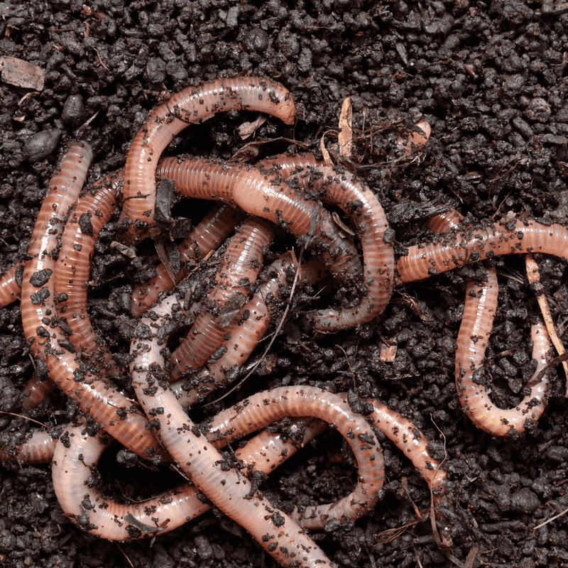 Coffee Grounds for Worm Attraction