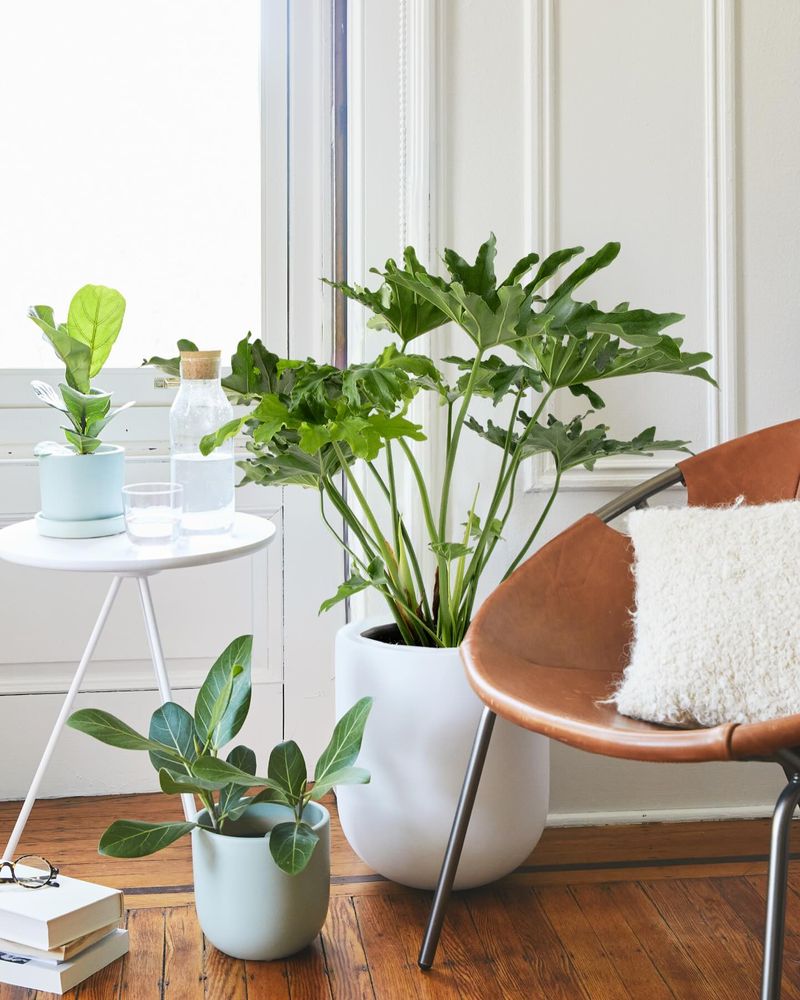 Philodendron Hope