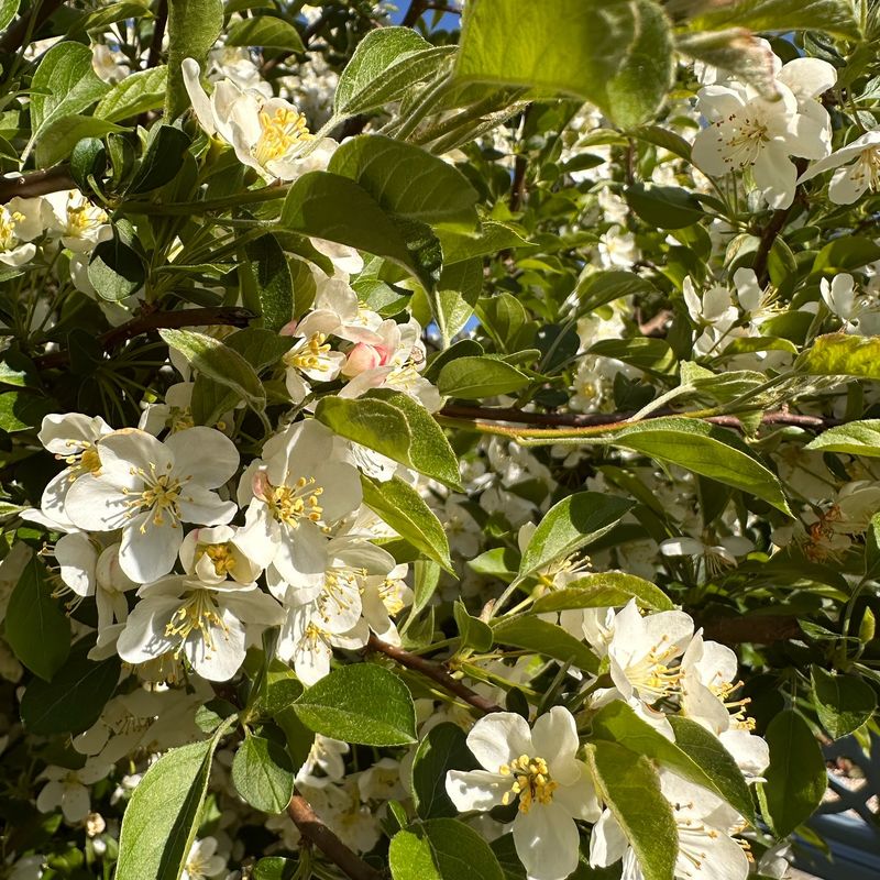 Crabapple Trees: Four-Season Beauty