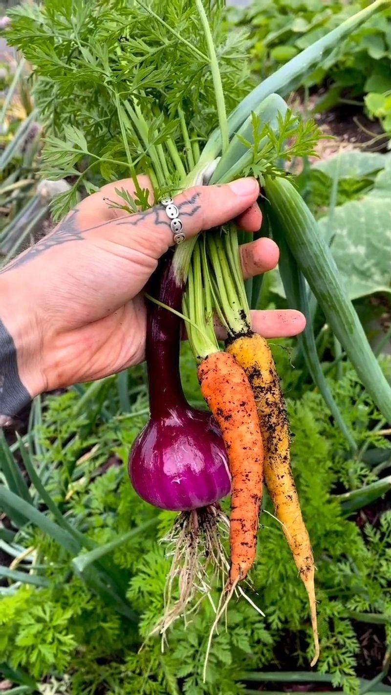 Carrots