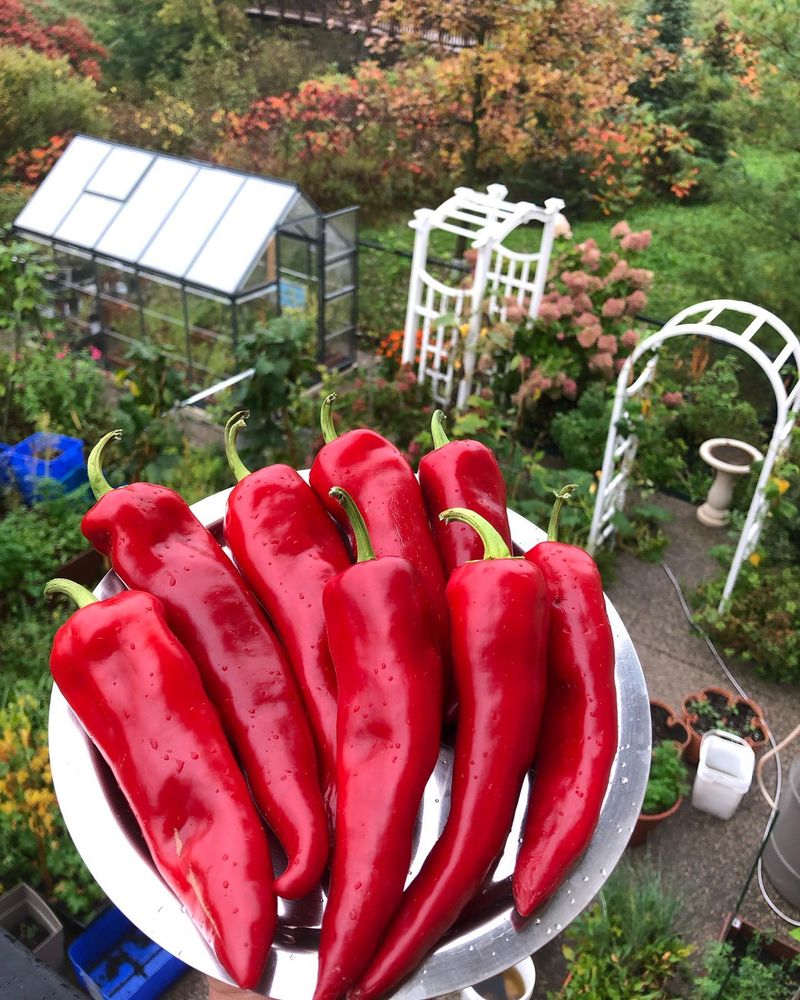 Peppers