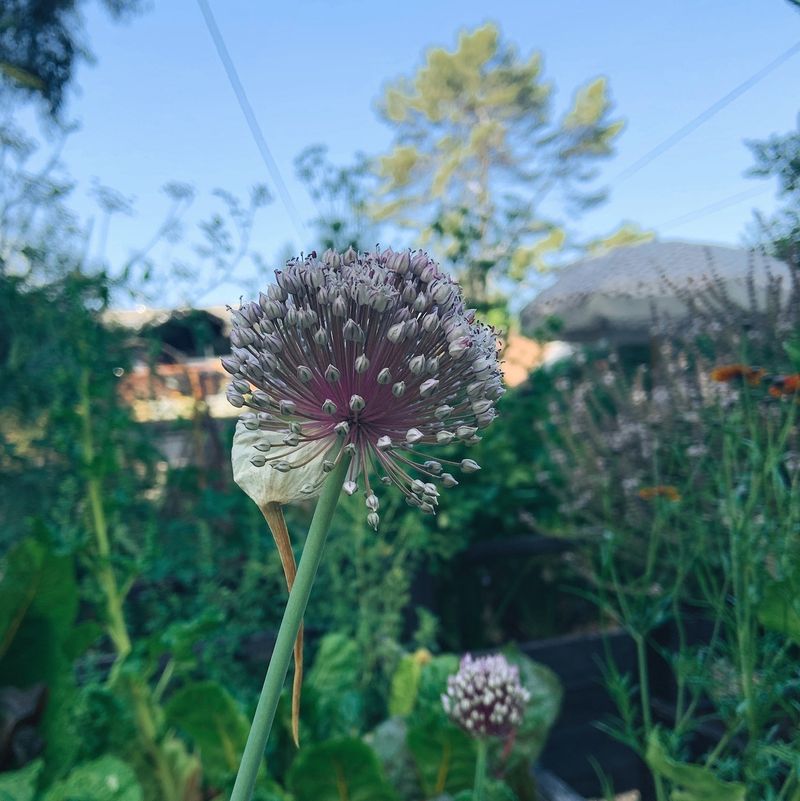 Garlic - Disease-Fighting Bulbs