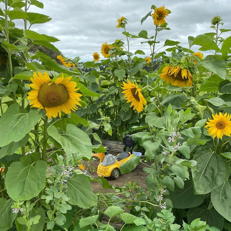 Sunflowers Cast Deadly Shade