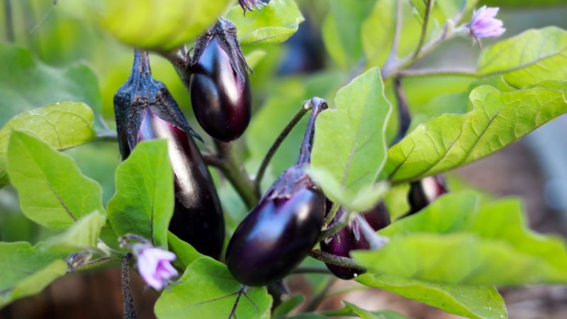 Eggplant: Heat-Demanding Fussy Fruit