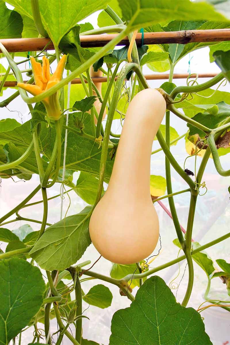 Winter Squash: Sprawling Plants, Mediocre Flavor