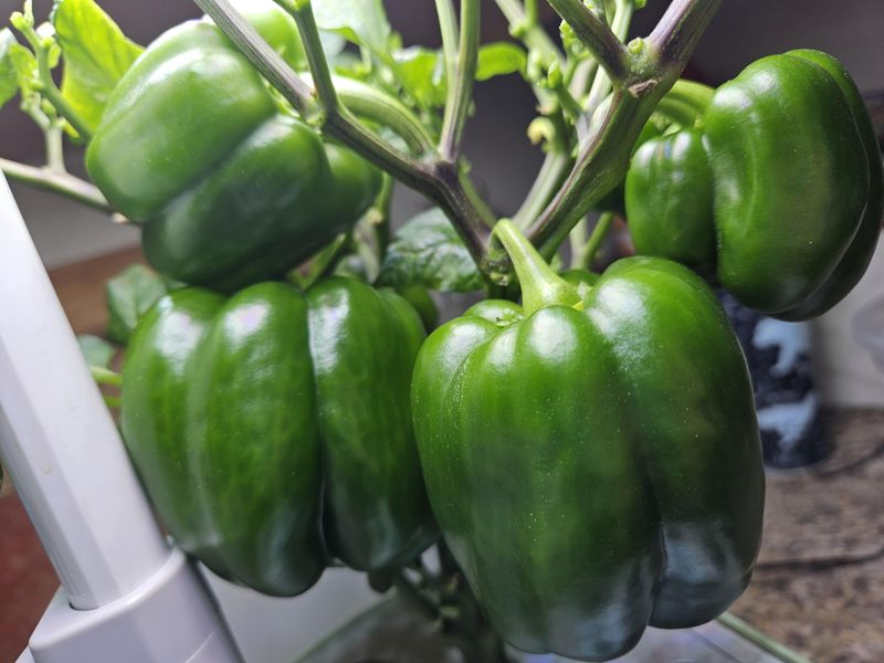 Bell Peppers Fall Short